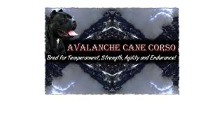 Avalanche Cane Corso